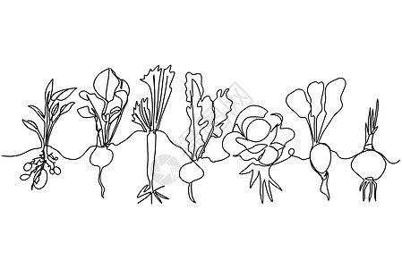 一组成熟蔬菜的一线矢量 即以白色背景隔离的 在地面生长的植物家庭黑白草图图片