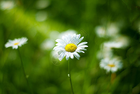 日落时田地中央的菊花植物群生长场地雏菊晴天蓝色阳光太阳宏观植物图片