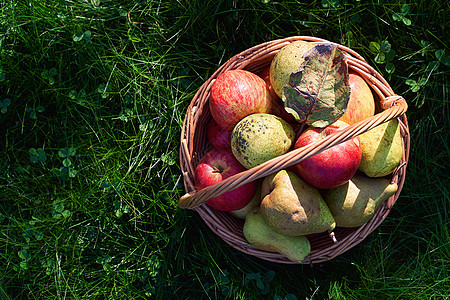 鲜新鲜有机苹果和梨子 放在美丽的树枝篮子里 在高草丛中 有青柳叶农场园艺农业季节植物花园叶子果园三叶草收成图片
