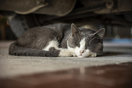 猫咪睡在车下白色场景睡眠宠物阴影小猫动物图片