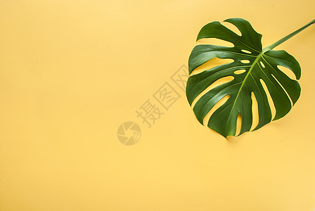 黄色背景的树叶花园丛林情调叶子植物学热带森林棕榈异国墙纸图片