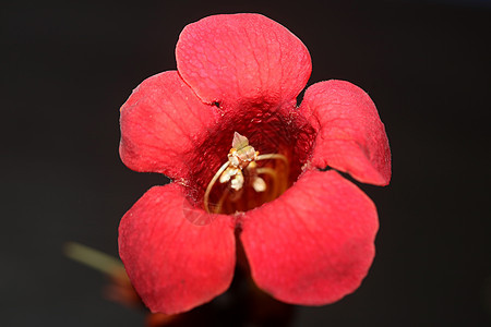 红花花收紧现代植物背景阵营 高品质的巨型金属印迹家用装饰品盛大场景花坛植物群宏观园艺花园杂交种植被紫花生长季节图片