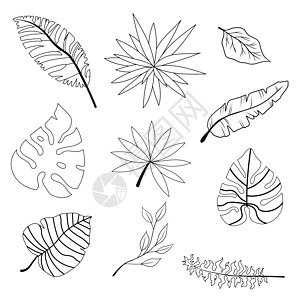 手工绘制的叶叶草提要图片
