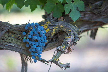 成熟的蓝色葡萄在日落时分生长在葡萄园中 有选择的焦点 葡萄园葡萄在秋天收获的日落 酿酒理念 美丽的葡萄准备收获 金色的傍晚灯光房图片