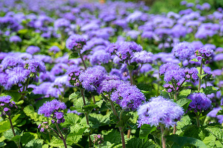 山羊杂草花的选择性焦点 花园中模糊背景的小紫色花朵图片