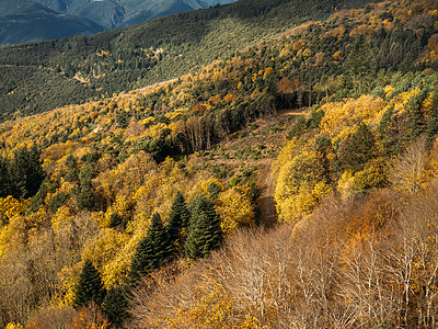 秋天风景 森林里有山地和美丽的彩色树木 非常美的图片背景农村季节公园荒野吸引力叶子植物路线长凳太阳图片