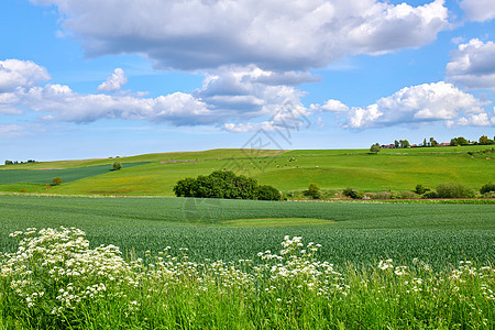在多云的蓝天背景下 乡村美丽田野的郁郁葱葱的绿色景观和在牧场放牧的奶牛 风景秀丽的草甸 盛开的树木和大自然中的植物图片