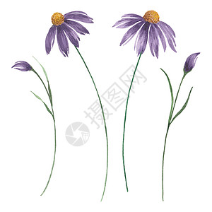 紫芽和盛开的紫花朵 水彩花岗花插图图片