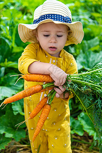 花园里的孩子手里握着一粒胡萝卜 有选择性地集中注意力婴儿蔬菜乐趣季节农业女孩农民快乐横幅农场图片