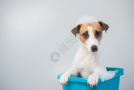 有趣的友善狗杰克罗瑟尔泰瑞犬 在白色背景上用泡沫洗浴小狗气泡护理宠物沙龙洗剂温泉肥皂卫生间洗发水图片