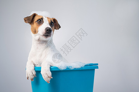 大力泼水和泡沫有趣的友善狗杰克罗瑟尔泰瑞犬 在白色背景上用泡沫洗浴药品动物蓝色护理塑料卫生间肥皂浴缸身体浴室背景