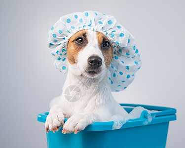 有趣的友善狗杰克罗塞尔泰瑞尔在白色背景的浴帽上用泡沫洗浴 复制空间小狗浴缸蓝色宠物护理身体卫生药品沙龙帽子图片