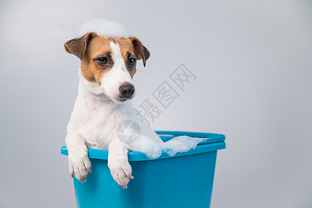 有趣的友善狗杰克罗瑟尔泰瑞犬 在白色背景上用泡沫洗浴温泉沙龙卫生小狗卫生间塑料药品清洁度护理洗剂图片