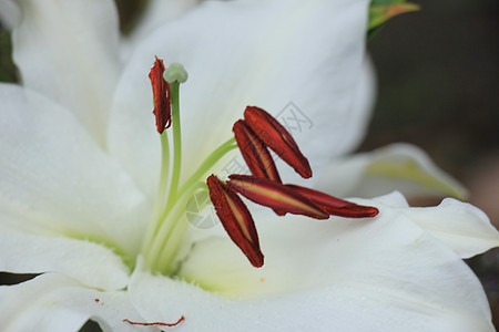白虎百合花瓣花束白色婚礼鲜花植物群新娘图片