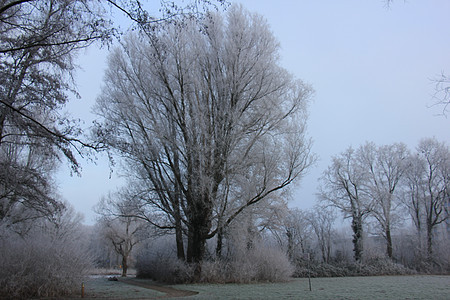 冻结的白冬林白色图片