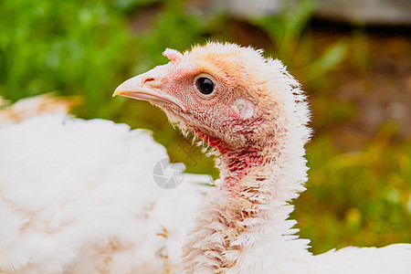 土耳其幼崽 小火鸡 喂养和照顾鸟类胡须白色野生动物环境麻雀农场羽毛农业彩虹家禽图片