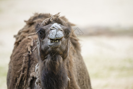 沙漠中的骆驼 特写 沙漠中沙子背景下的骆驼头部特写 骆驼张开嘴 露出牙齿 笑了运输野生动物单峰荒野棕色微笑驼峰动物鼻子旅行图片