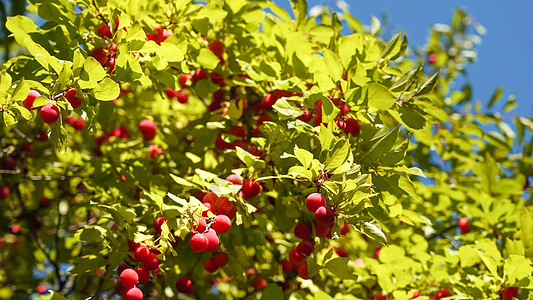 夏天有樱桃梅浆的树枝果树团体季节培育甜点果园农场园艺花园水果图片