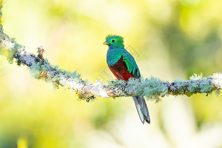 排气树上粘贴着松散的克查尔(Quetzal)图片