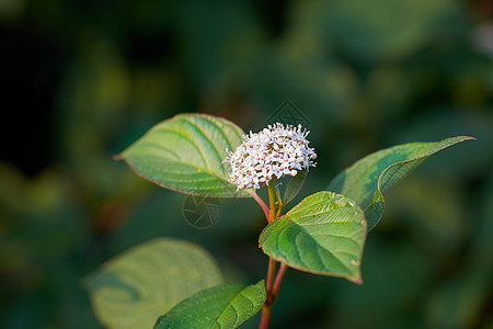 美丽而充满活力的白花生长在带复制空间的宁静后院花园中 开花在自然界的山茱萸阿尔巴植物 夏季公园户外景观的宁静之美图片