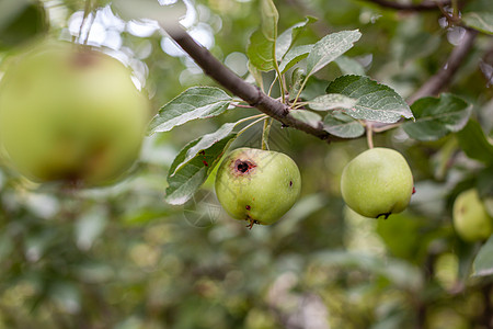 一只绿色的虫子吃苹果在花园树枝上举重害虫叶子寄生虫农业疾病农药水果真菌毛虫昆虫图片