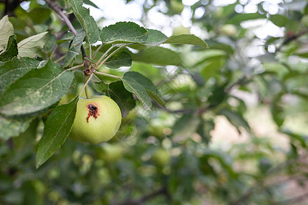 一只绿色的虫子吃苹果在花园树枝上举重毛虫农药食物真菌水果叶子生长农场果园苹果树图片