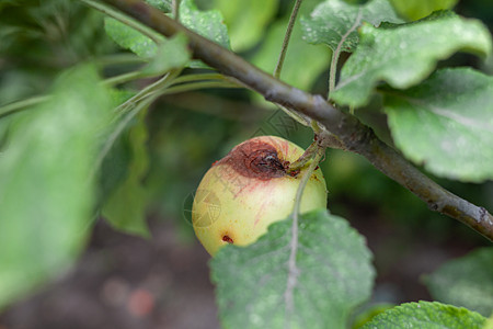 一只绿色的虫子吃苹果在花园树枝上举重害虫农药生长收成真菌果园疾病昆虫食物叶子图片