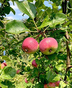 树上的红苹果枝条植物收成树叶季节水果食物太阳花园饮食图片
