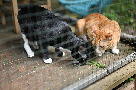 两只可爱的猫在动物收容所 黑笼里吃草图片