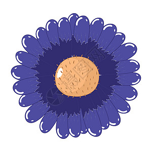 在白色背景上被孤立的 鲜蓝甘菊花图片