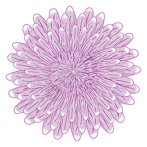 菊花花海白色背景上孤立的平板风格的简单紫色花朵插画