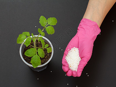 农夫用肥料为年轻的番茄厂提供化肥绿色花园种植园种子矿物农民土地植物化学品园艺图片