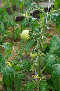 在花园的灌木丛中种植淡绿色番茄藤蔓生长衬套植物温室水果绿色食物蔬菜叶子背景图片