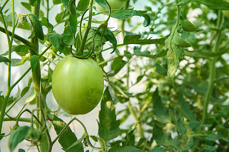 在花园的灌木丛中种植淡绿色番茄植物藤蔓叶子生长衬套农场绿色食物水果温室背景图片