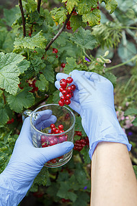 在阳光明媚的夏日 在花园里聚集红草原叶子食物植物饮食生长水果红色农场浆果手套图片