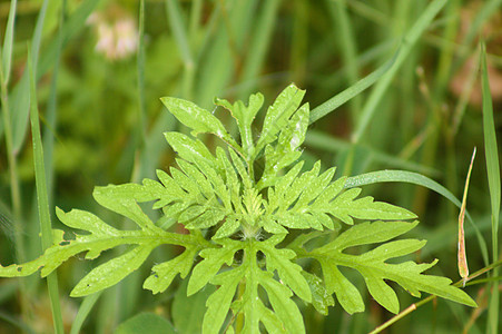 每年特写黄草绿叶 有选择性地关注前景 Ambrosia图片
