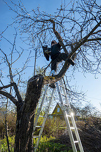 农民播种苹果树干枯枝 种植者将苹果树的干叶撒下农场日志动作职业行动木工人森林樵夫楼梯力量图片