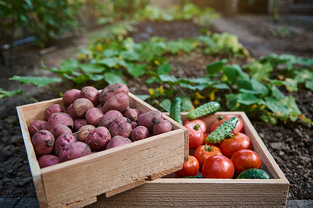 园艺家健康饮食营养高清图片