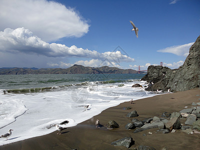 中国海滩海鸥图片