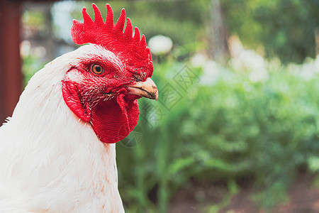鸡 农业 养殖鸡 公鸡特写 国内家禽养殖母鸡白色生产团体动物配种食物农场羽毛工厂图片