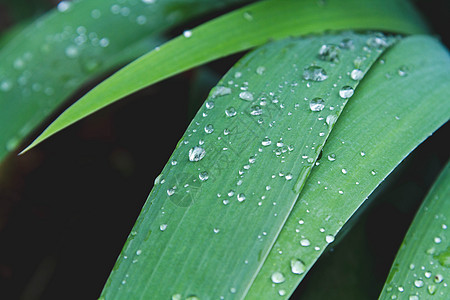 草地上下垂 清晨绿草叶 夏日新鲜雨滴叶子环境生长宏观植物群绿色植物花园场地图片