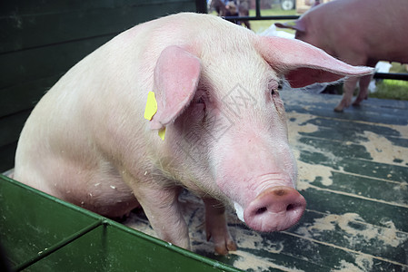 瑞典达拉尔纳一家养猪场上的一头幼猪田园猪肉好奇心宠物食物草地动物风光婴儿谷仓图片