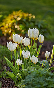 在阳光明媚的日子里 美丽 平静和安静的花朵在绿色花园中生长 在一个宁静祥和的后院 与自然和谐相处的野生郁金香特写镜头 舒缓的纯白背景图片