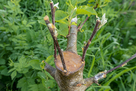 去年春天 在苹果树的树枝上挂着果树 被摘除果树插条嫁接工作木头生长农业花园枝条树干宏观背景