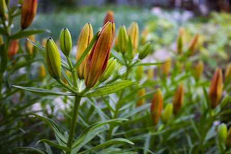 橙色老虎百合花的封闭芽片无焦点照片图片