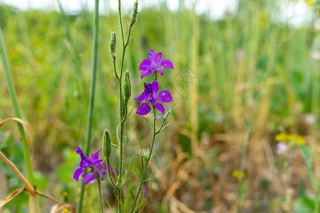 几个紫色的野花 在绿色背景特写上 自然背景图片