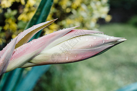 美丽的未开的粉红花朵 露水滴宏观季节植物植物学花瓣叶子公园树叶墙纸植物群图片