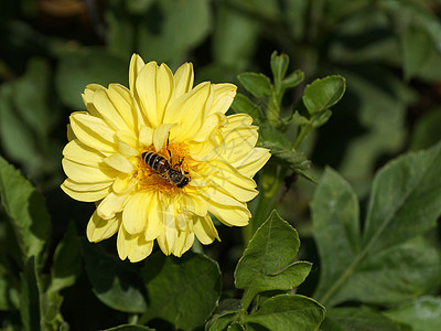 一只蜜蜂在阳光下 在黄花上收集花蜜飞行植物季节蜂蜜花粉传粉者草地宏观野生动物园艺图片