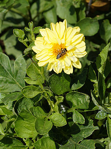 一只蜜蜂在阳光下 在黄花上收集花蜜植物群季节花瓣园艺宏观昆虫植物野生动物传粉者飞行图片