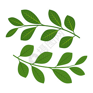 带叶子的树枝组 矢量插图植物群季节草本植物绘画艺术绿色装饰风格植物森林图片